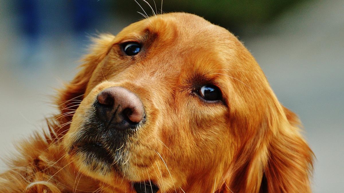 RAZAS DE PERROS DE CAZA | 5 perros cazadores que son perfectos como mascotas