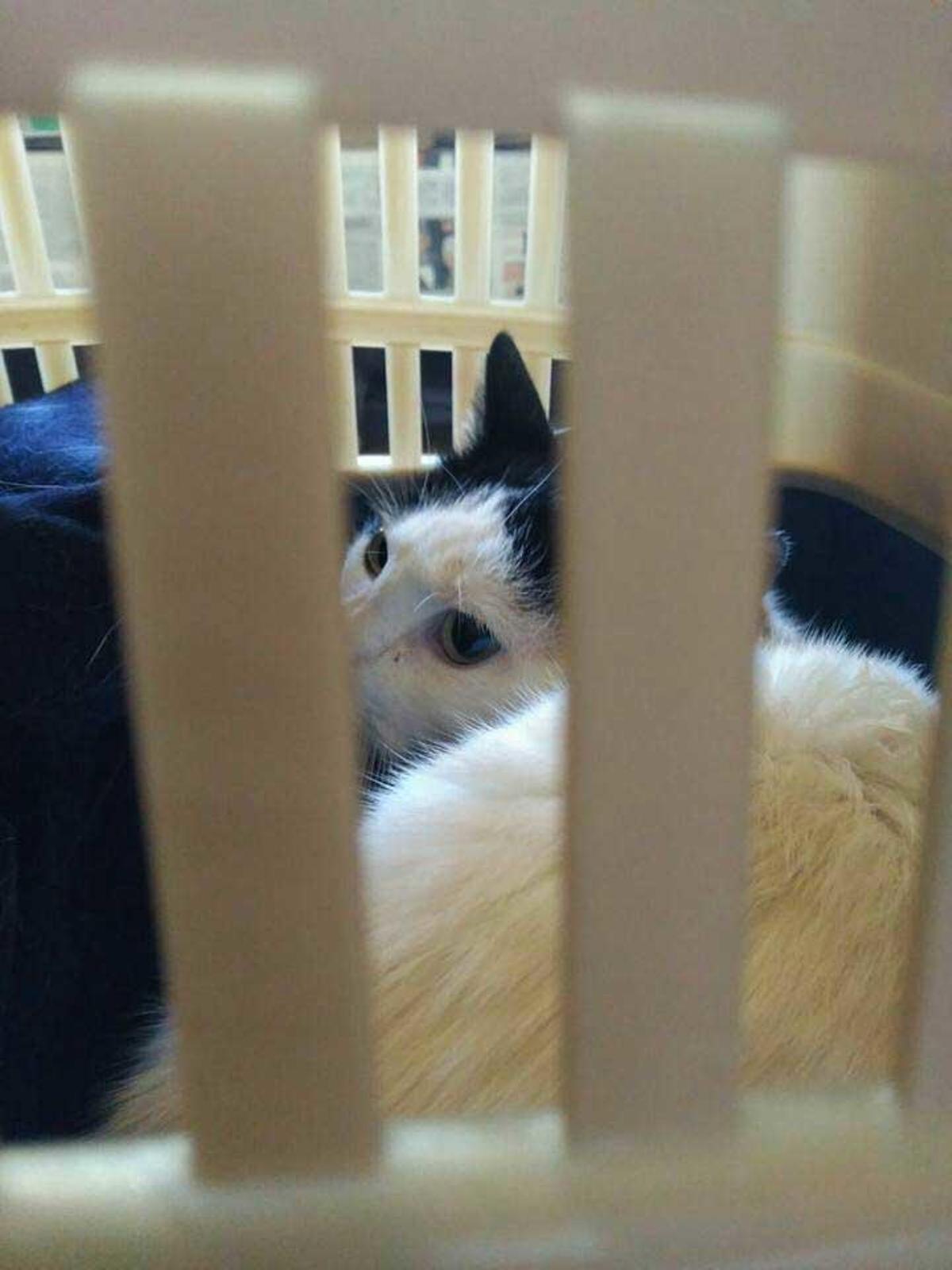 Acorralada en casa por su propia gata