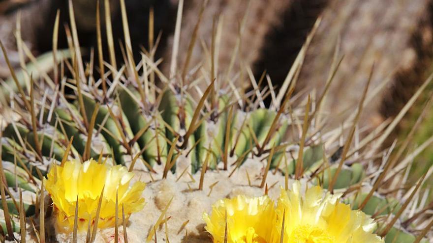 Wie Sie auf Spanisch Ihren Nachbarn ums Blumengießen bitten