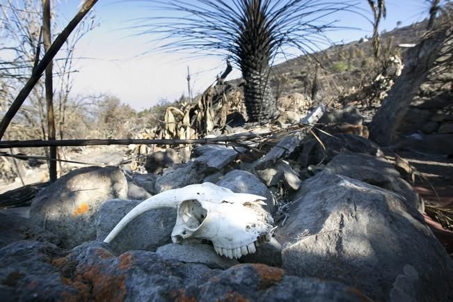 INCENDIO EN LA PALMA