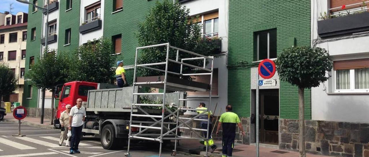 Operarios municipales podando árboles.