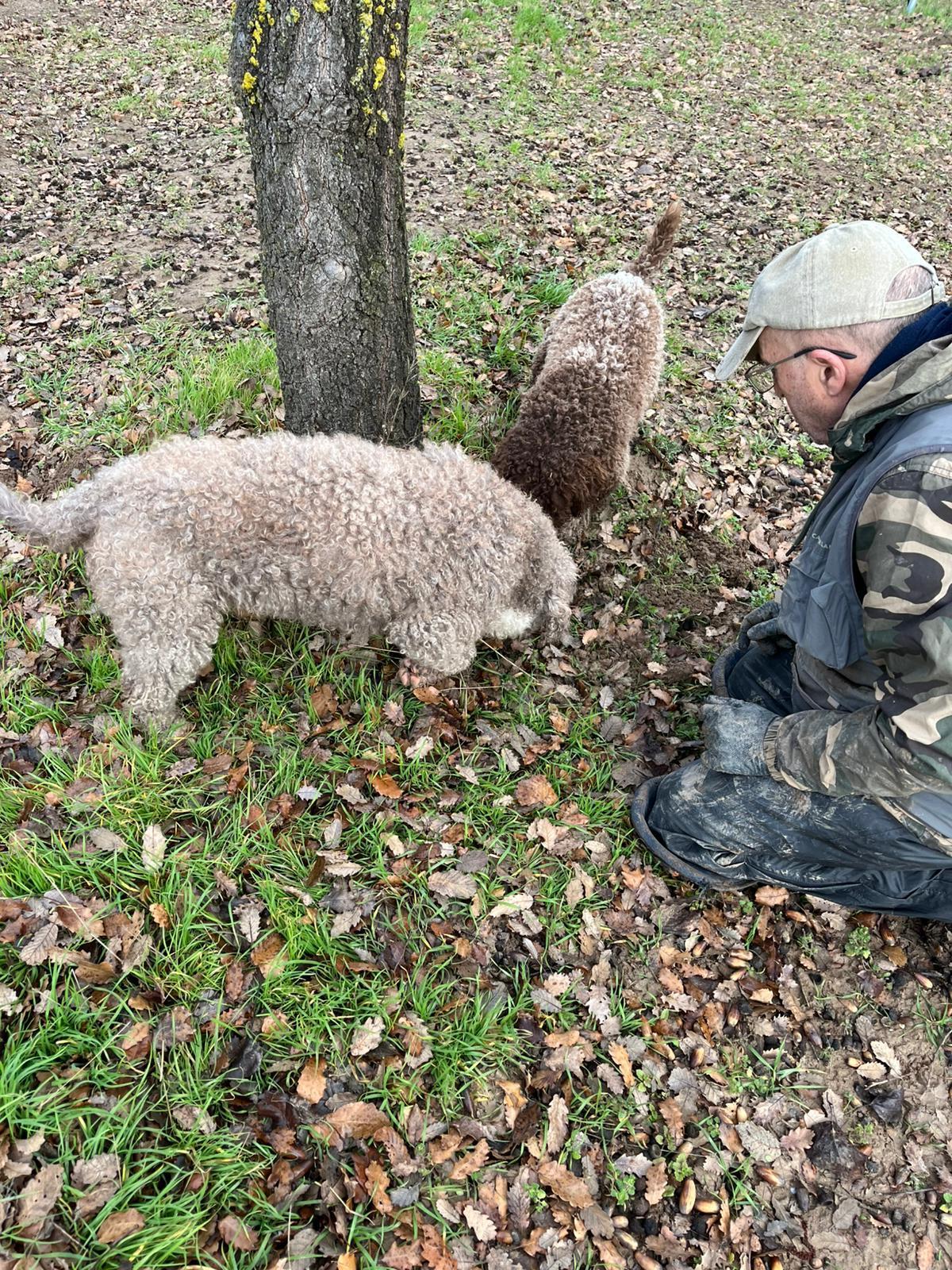 Cosecha de trufa negra ecológica producida en una parcela del Vivero Provincial.