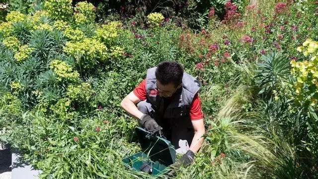 Así se controlan las plagas de ratas en Zaragoza