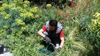 Así se controlan las plagas de ratas en Zaragoza: "Es fundamental la colaboración ciudadana, aparecen si se deja comida abandonada"
