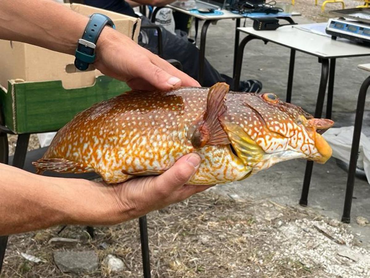 Récord del Campeonato Social de Pesca de Luanco, con 38 lanchas y 90 participantes