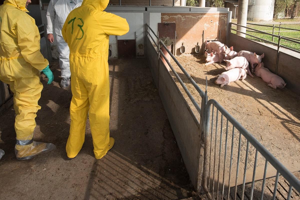 Estas son las principales enfermedades zoonoticas