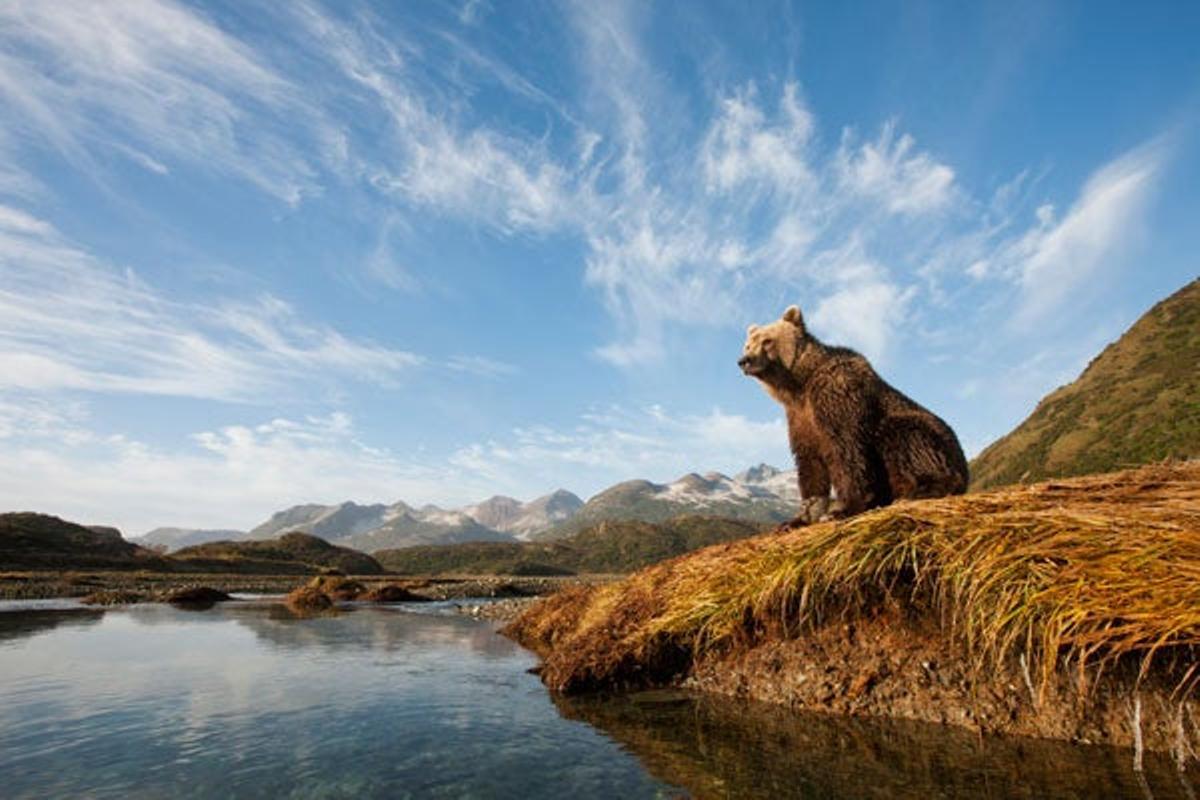 Oso Grizzly en Parque Nacional Katmai, en la bahía Kinak Oso Grizzly en Parque Nacional Katmai, en la bahía Kinak