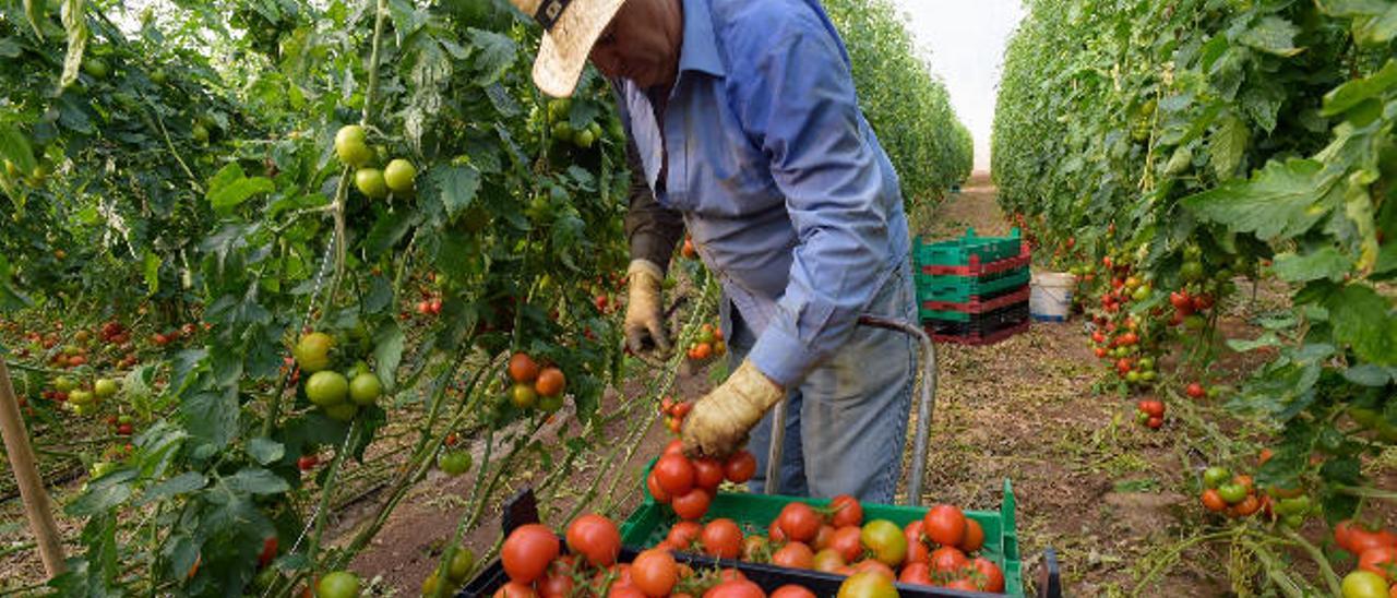 Un trabajador atiende una plantación de tomates en el sureste de Gran Canaria.