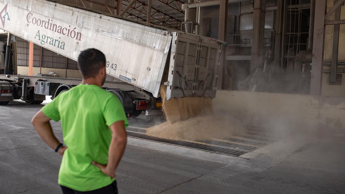 Un camión descarga cebada en el almacén de La Bóveda