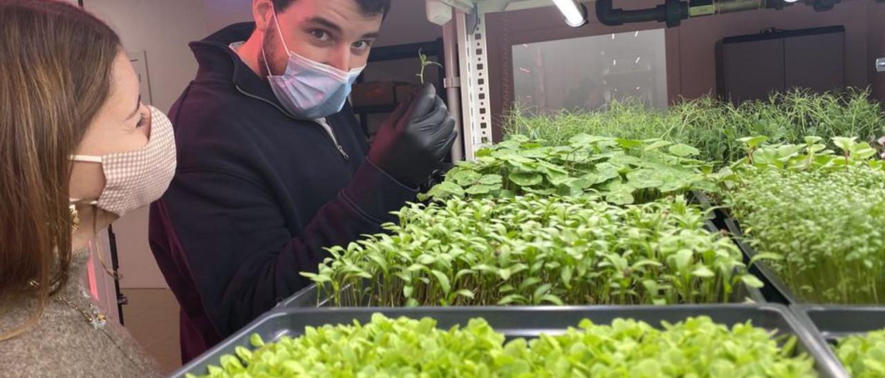 Arriba, Teresa Portillo y Javier Espina, junto a las estanterías en las que cultivan los brotes. En el centro, Javier Espina muestra uno de los brotes. Debajo, Teresa Portillo cortando otra de las variedades que cultivan. | C. L.