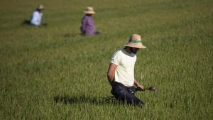 Archivo - Un grupo de jornaleros durante su labor, escardar arroz, en un arrozal en Isla Mayor.