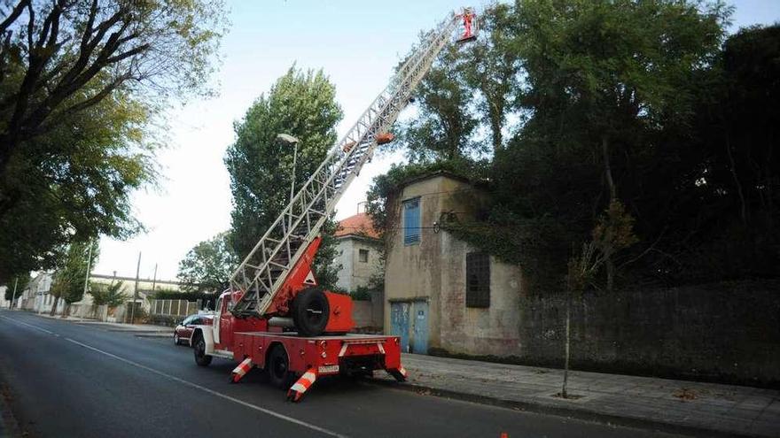 Intervención del Servizo Municipal de Emerxencias en Vilaxoán para retirar un nido de avispa asiática de un árbol. // Noé Parga