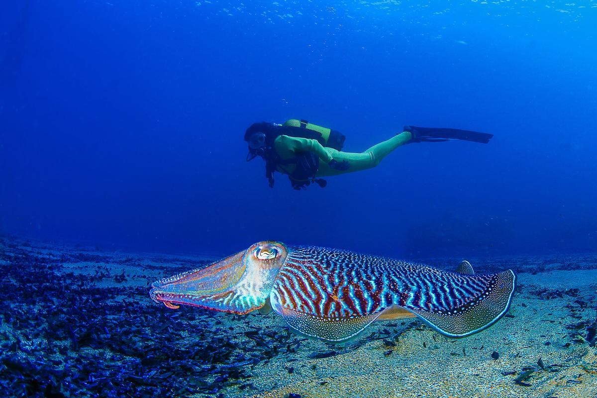 Buceo en la Región de Murcia