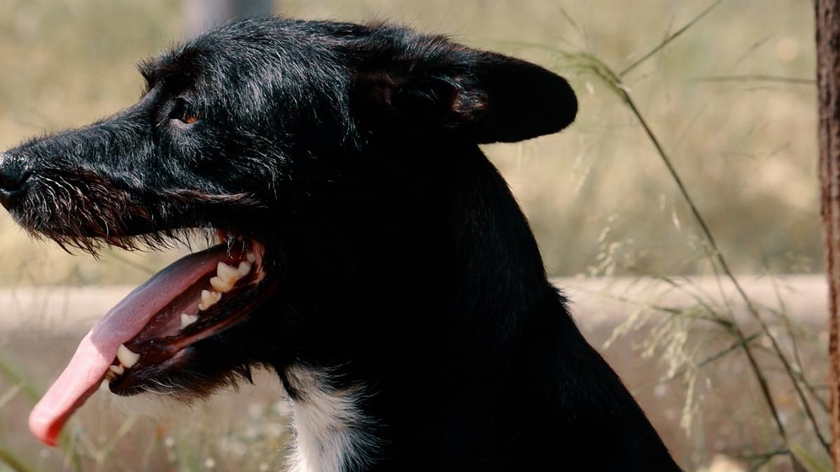 El perro que representa el abandono animal del vídeo del Ayuntamiento de Onda.