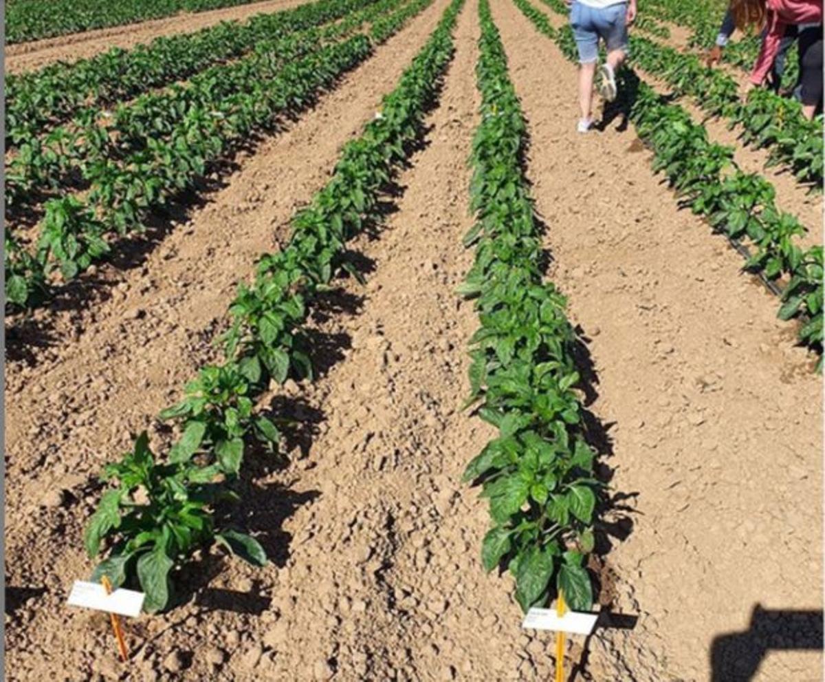 Pimiento Fresno-Benavente, un manjar con arraigo
