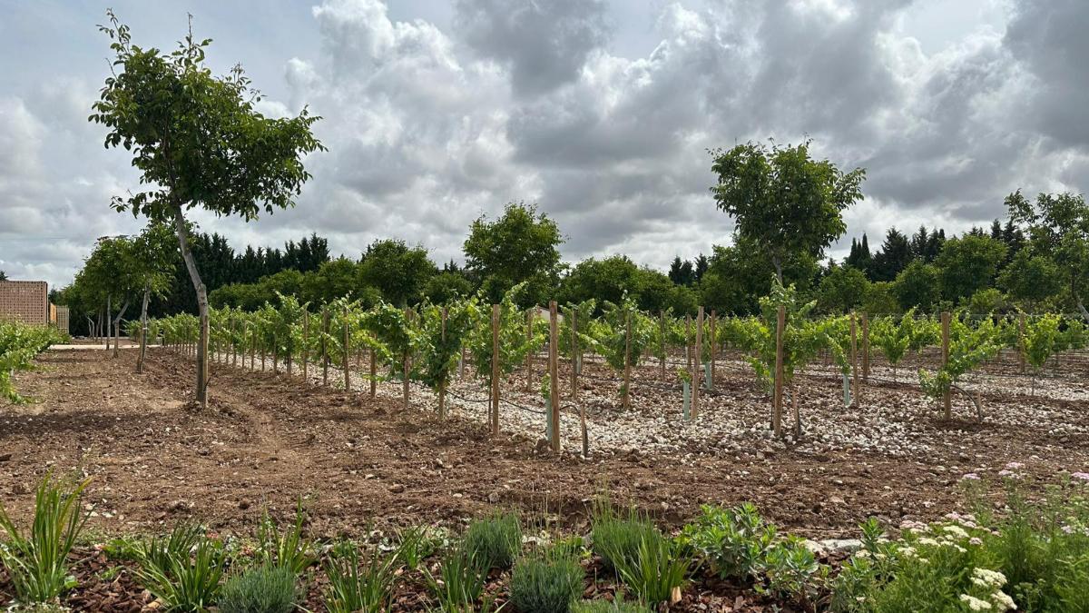 Bodega Tinto Pesquera.