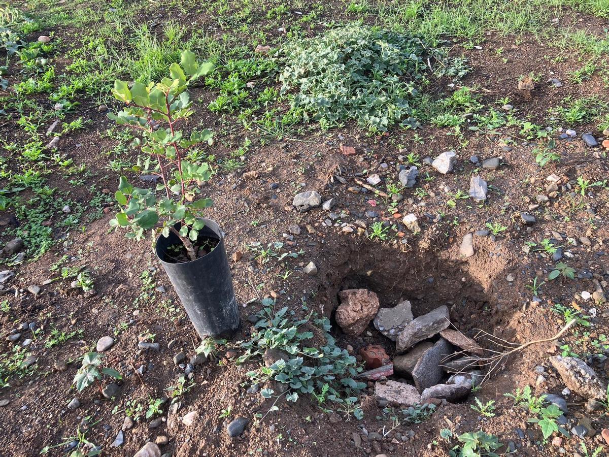 Voluntarios de la plataforma Bosque Urbano Málaga plantan 60 árbolesen los antiguos terrenos de Repsol