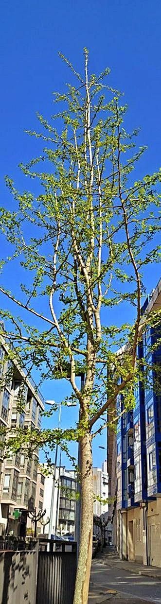El ‘Ginkgo biloba’ de Os Castros en primavera. | // @NPEREZBARRIO