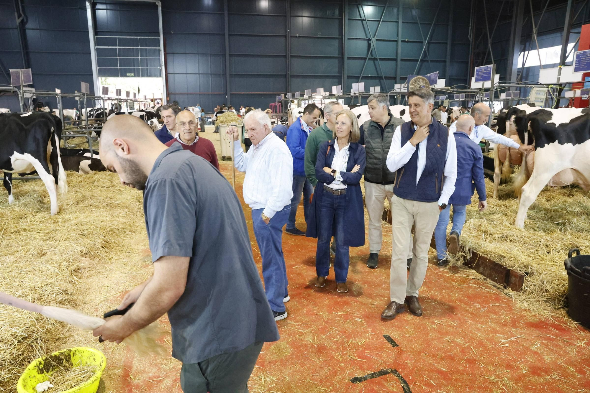 El concurso en Gijón de la mejor vaca de Asturias, en imágenes