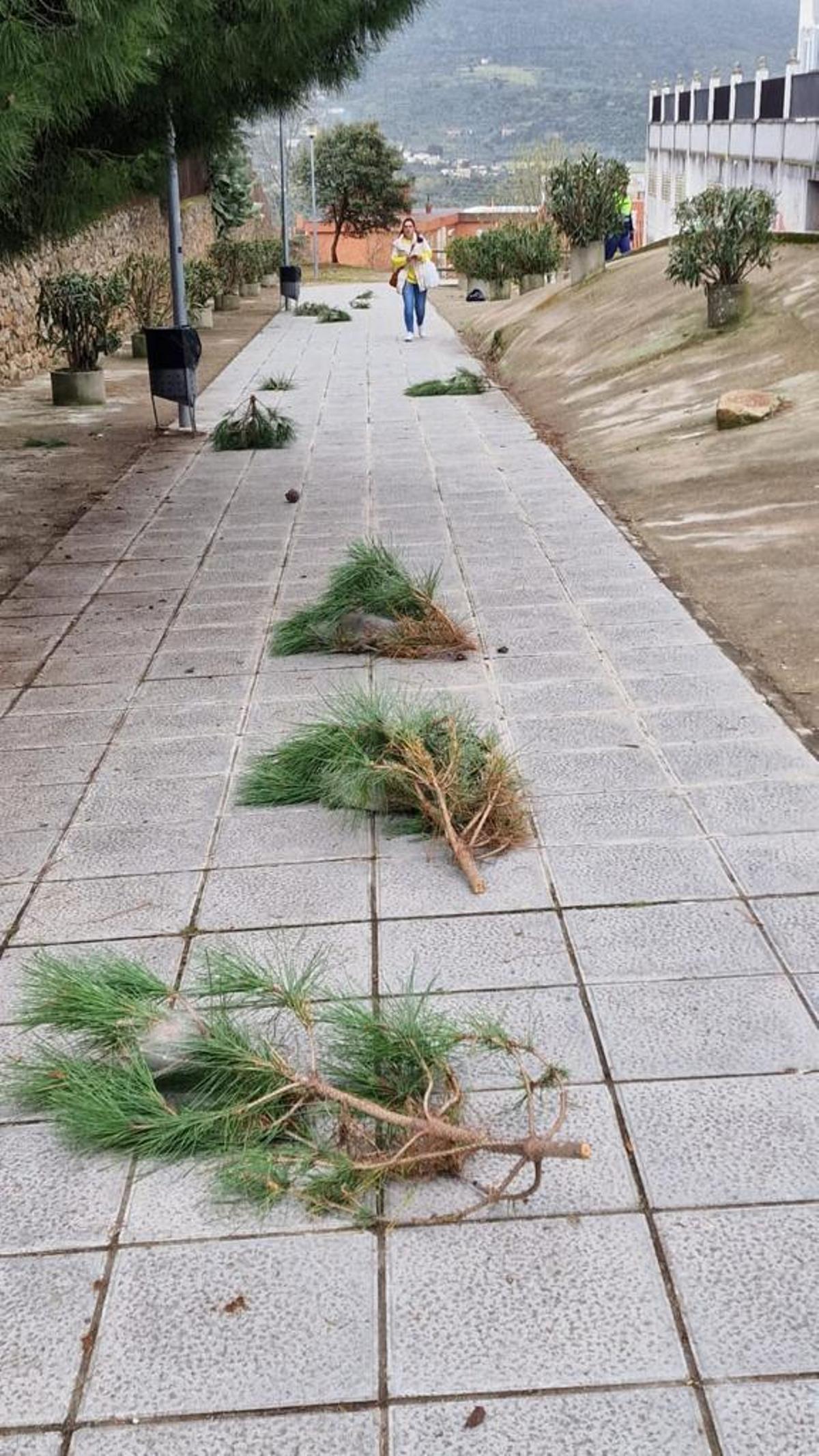 Ramas cortadas con bolsas de procesionarias, en Plasencia.