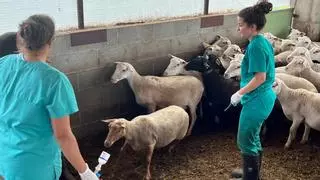 Casi un millón de vacunas llegarán a Andalucía para frenar el avance de la lengua azul