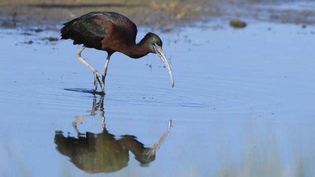 Morito fotografiado en ses Salines el pasado 25 de marzo.