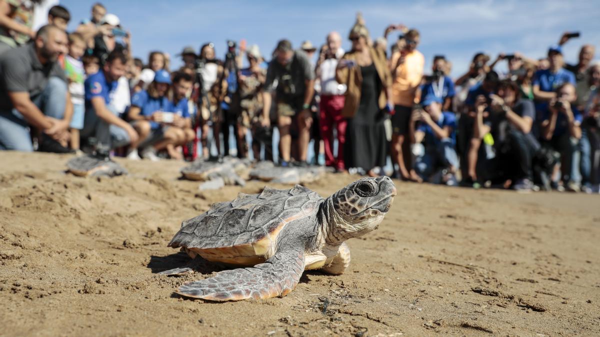 Las catorce tortugas nacidas del nido hallado en El Puig el pasado verano vuelven al mar.