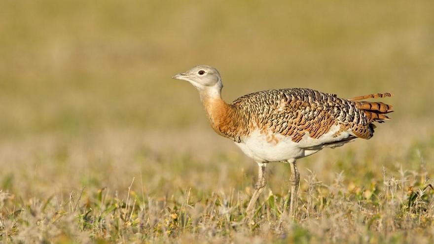 Acuerdo internacional para elevar la protección de numerosos animales migratorios de tierra, mar y aire