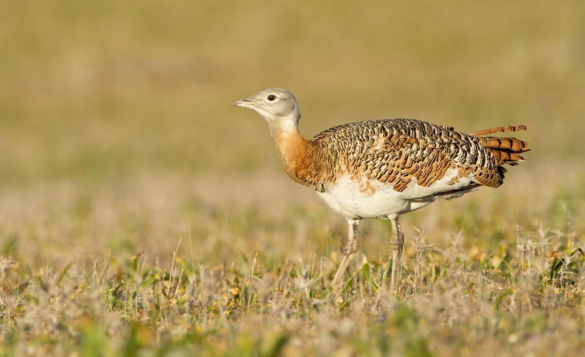 La avutarda tendrá un plan de acción para preservar la especie