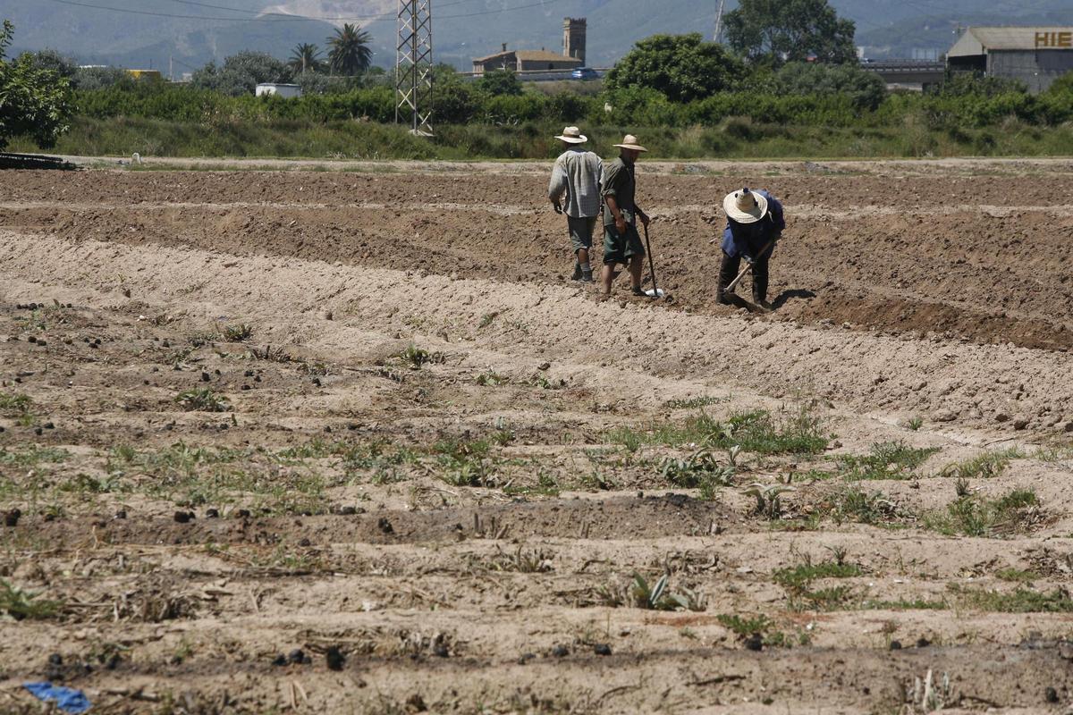 Agricultores en el Parc Agrari del Llobregat trabajan la cosecha. foto de archivo.