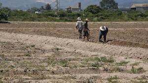 agricultores en el Parc Agrari del Llobregat trabajan la cosecha. foto de archivo.