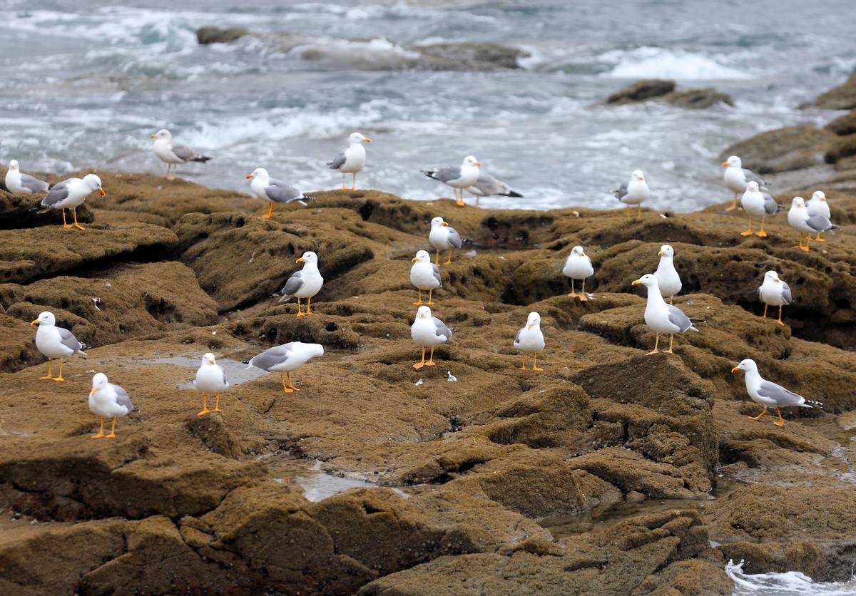 Un grupo de gaviotas patiamarillas en el archipiélago de Cíes.