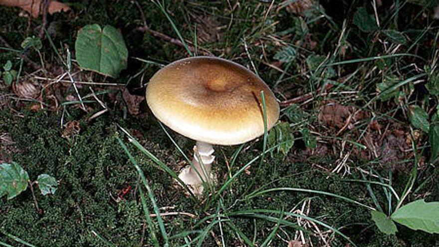 Amanita phalloides, un ejemplar muy peligroso que puede encontrarse en Gran Canaria.