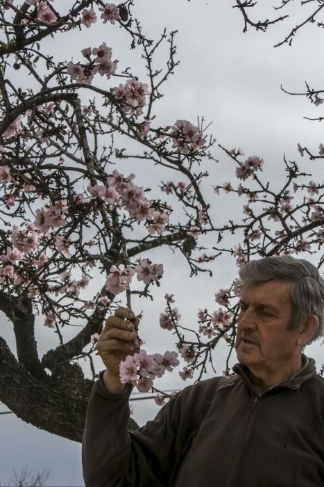 Los almendros comienzan la floración en Elche