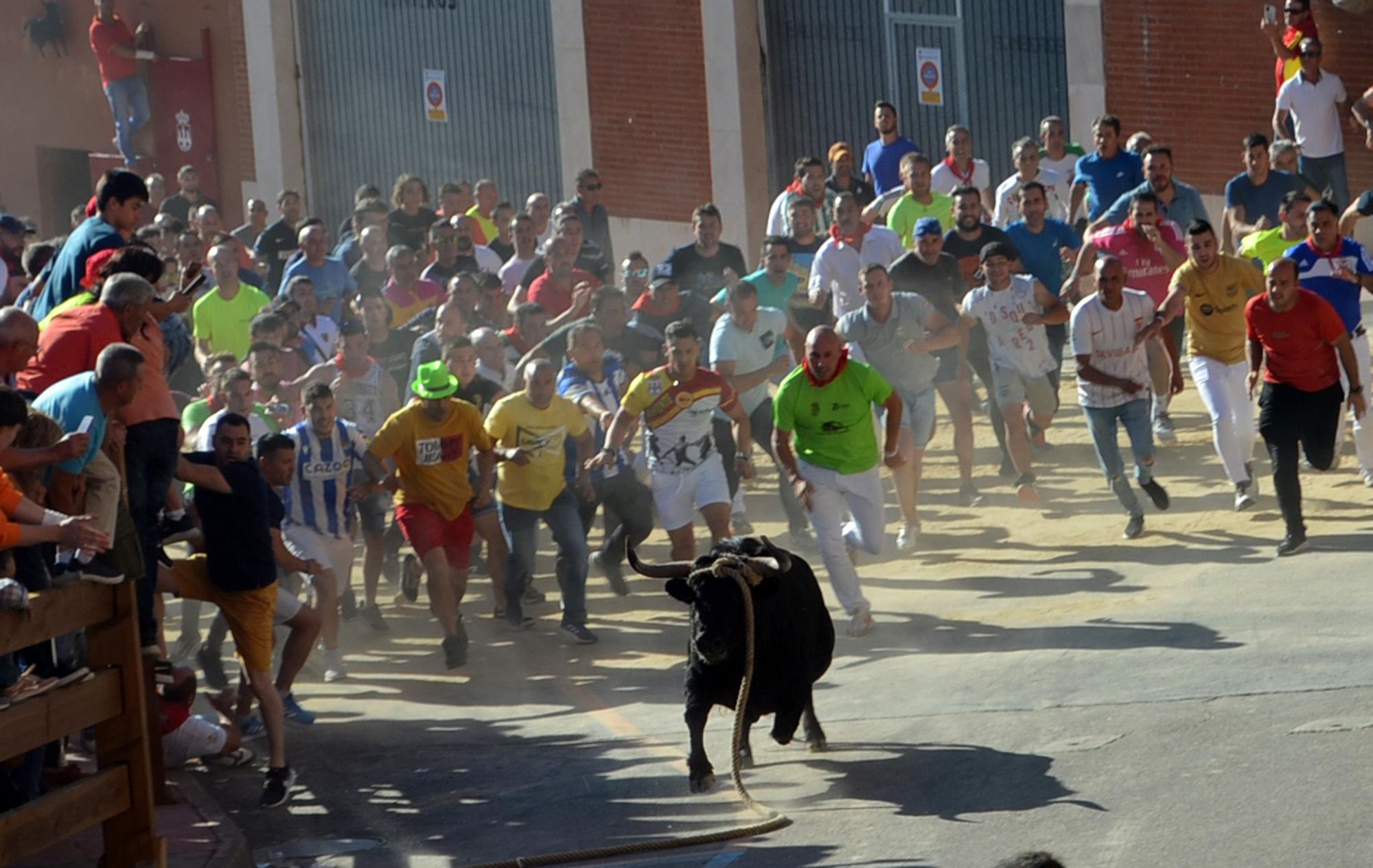 Fiestas del Toro en Benavente: La carrera del torito Belador en imágenes