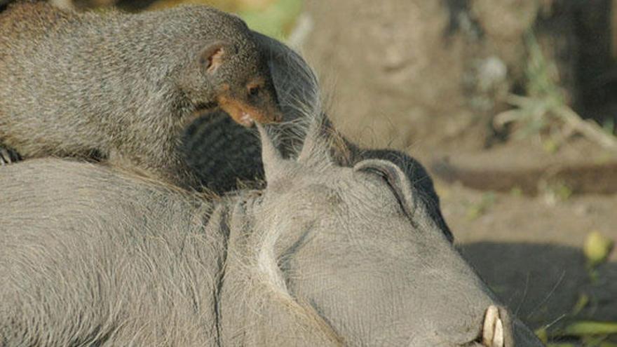 Una mangosta arranca garrapatas a un jabalí