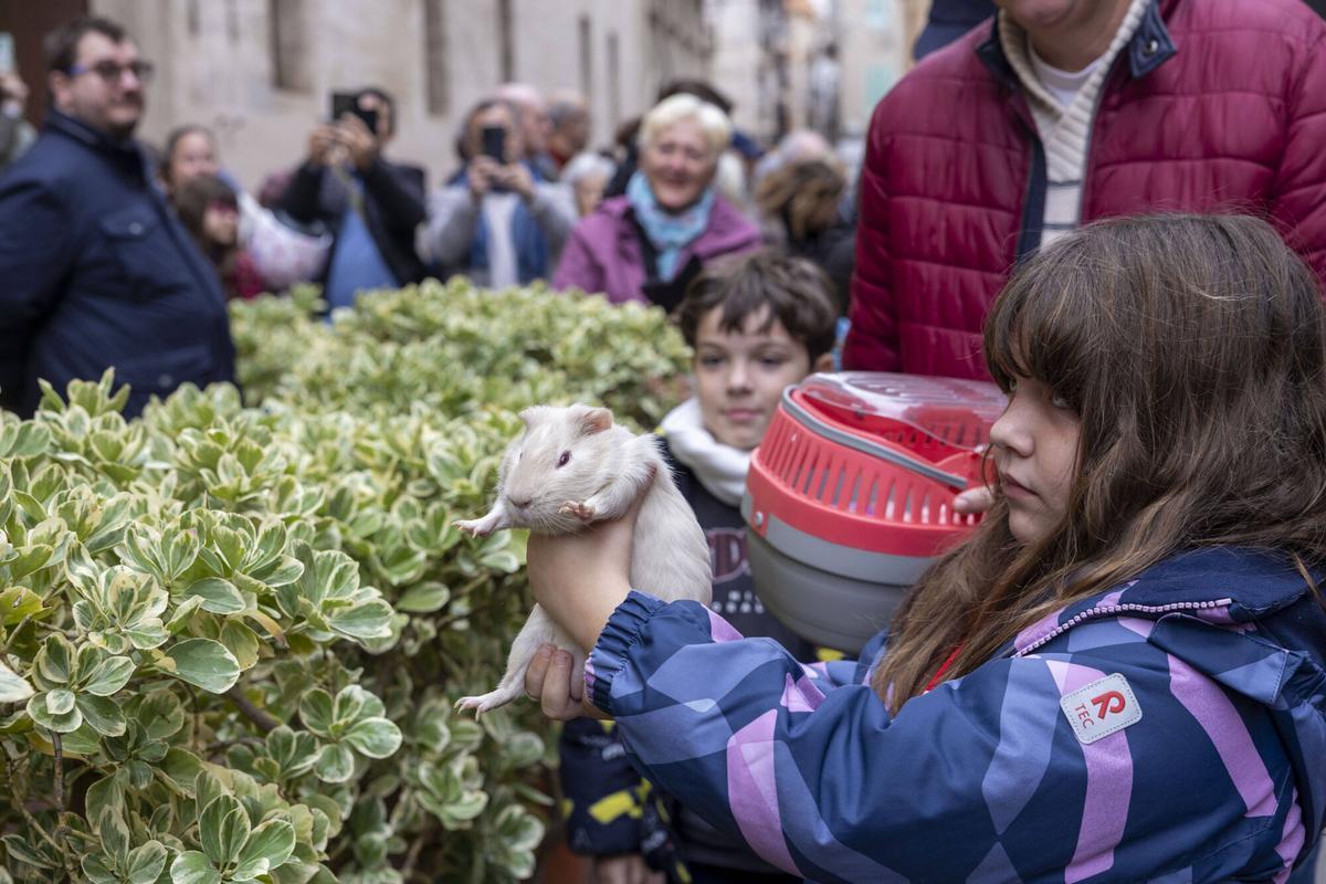 PALMA. BENEIDES DE PALMA 2026.