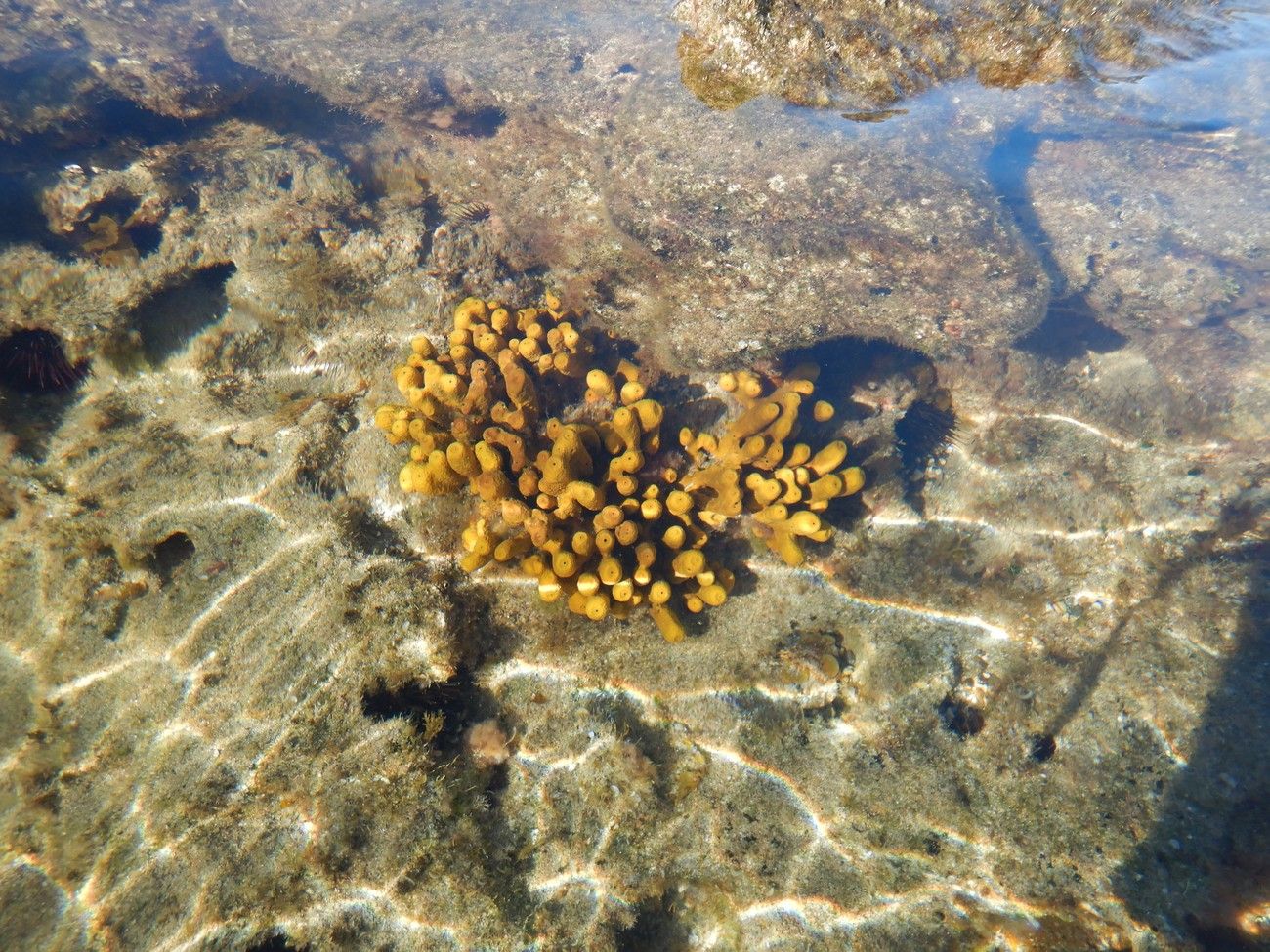 Las Canteras, guardería de biodiversidad marina