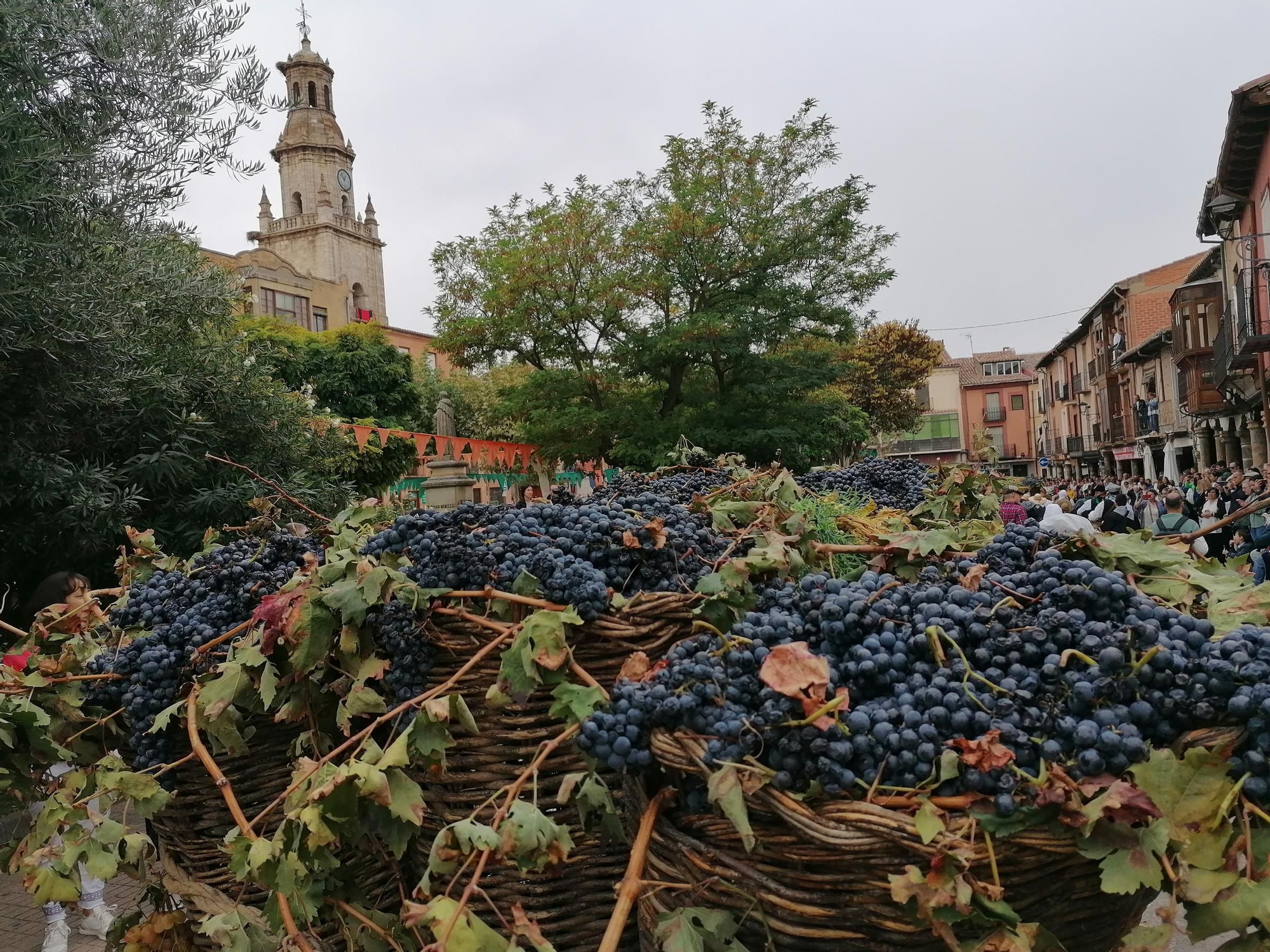 GALERÍA | Toro recrea la vendimia tradicional en el desfile de carros