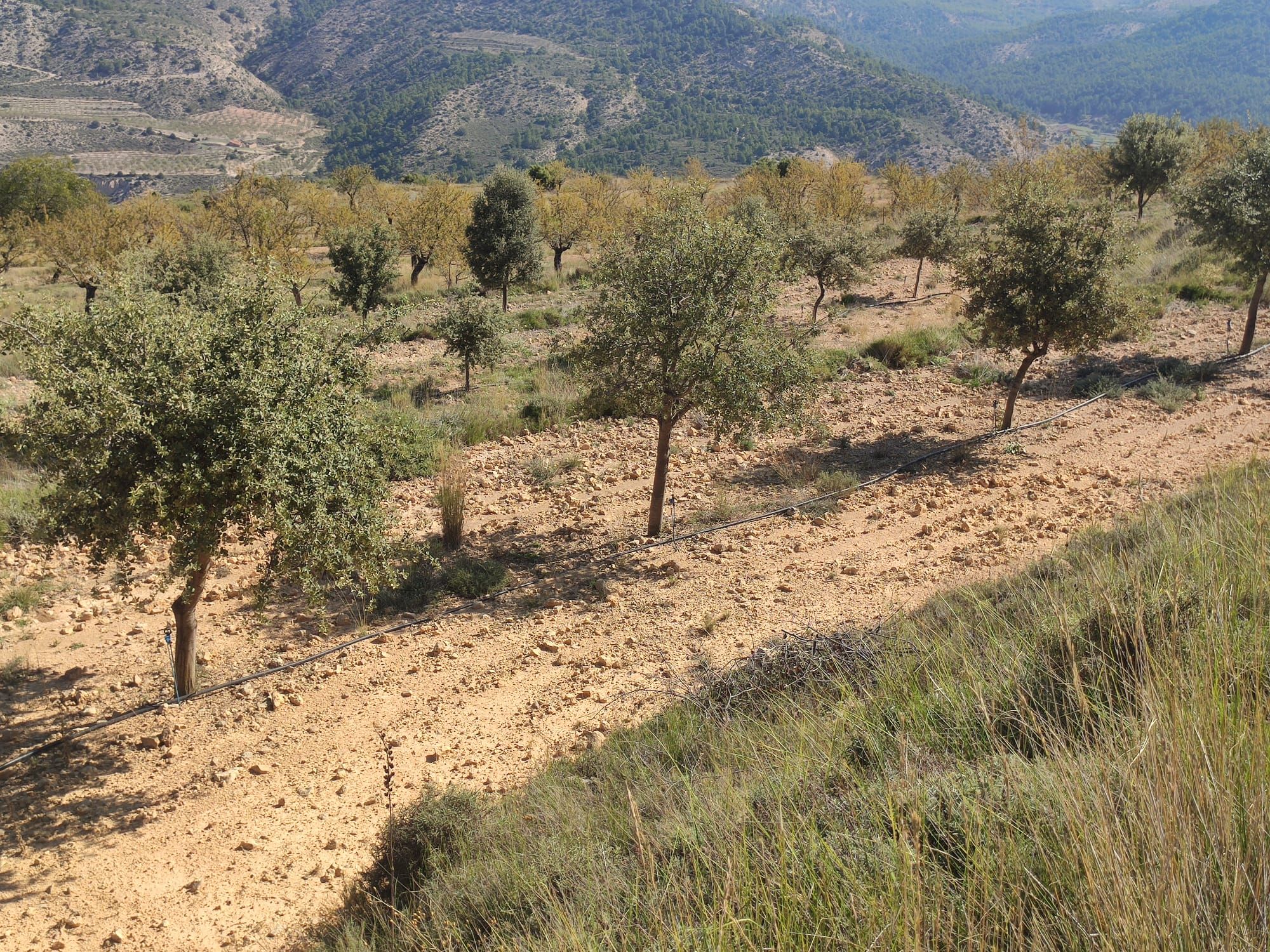 La truficultura invade la Serranía: una alternativa a los cultivos de serrano tradicionales