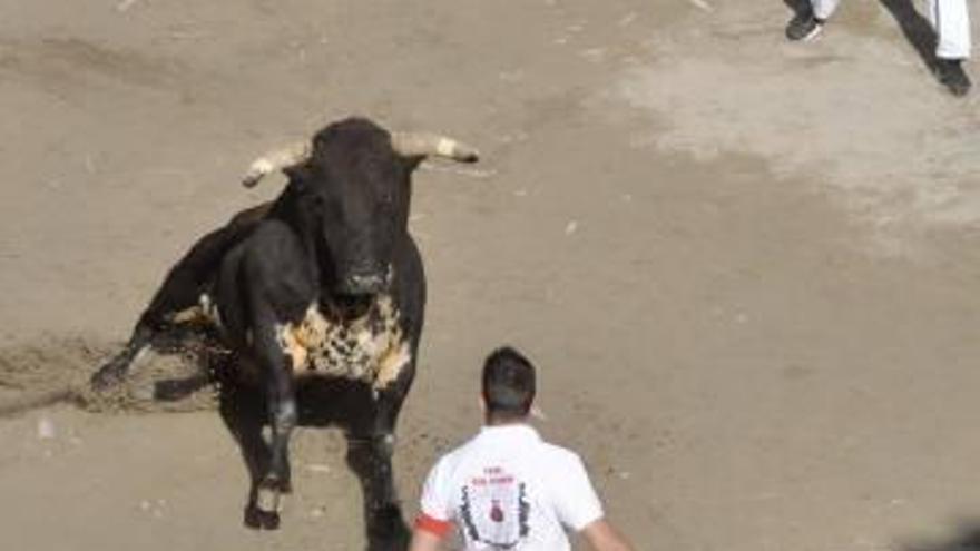 Los toros volverán a ser protagonistas en Santa Quitèria.