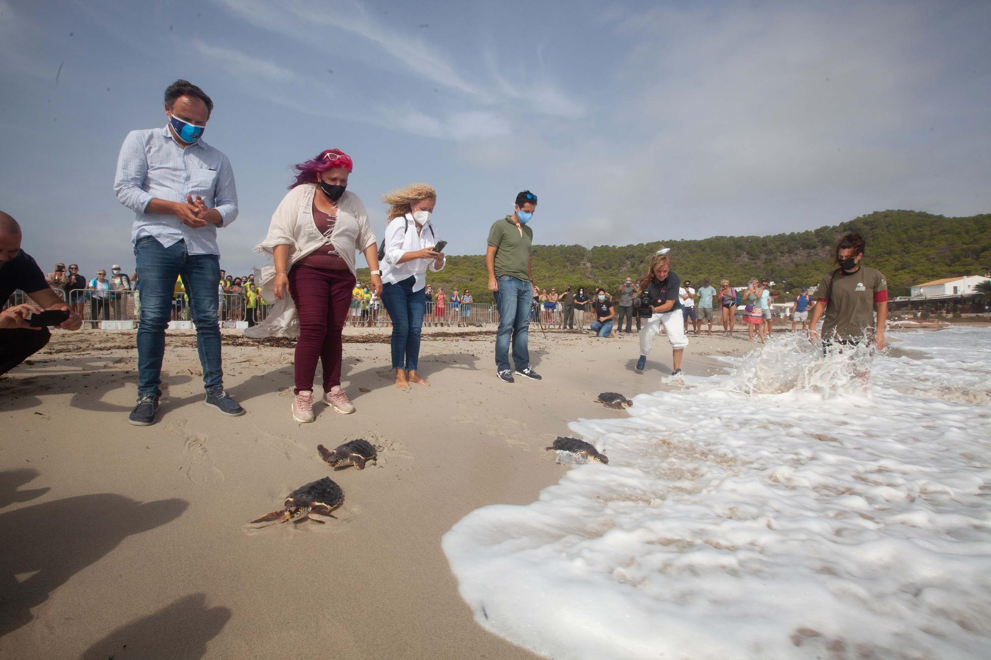 Ponen en libertad a las primeras tortugas nacidas en una playa de Ibiza