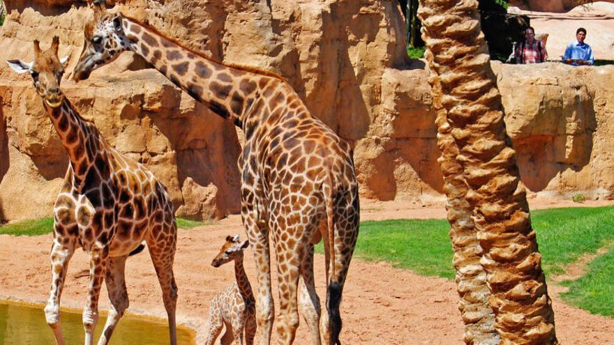 Muere la jirafa Che que llegó de Viveros a Bioparc en 2007