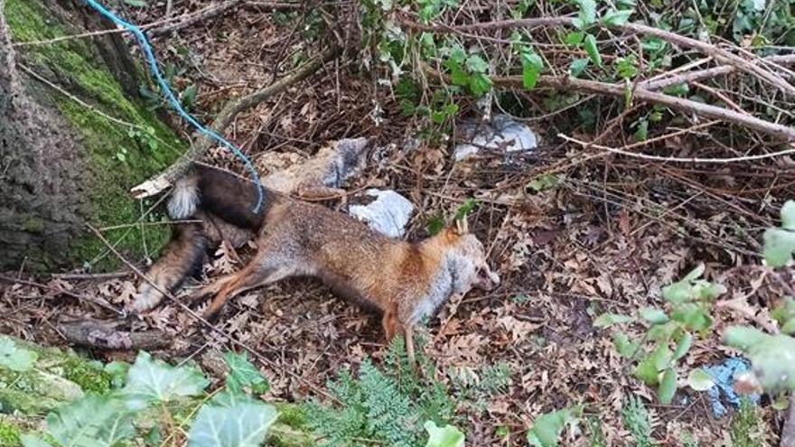 Restos de animales encontrados por el Seprona. // FDV