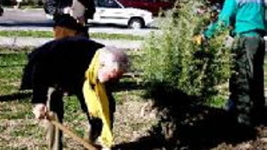 Navalmoral plantará 118 árboles en sus calles