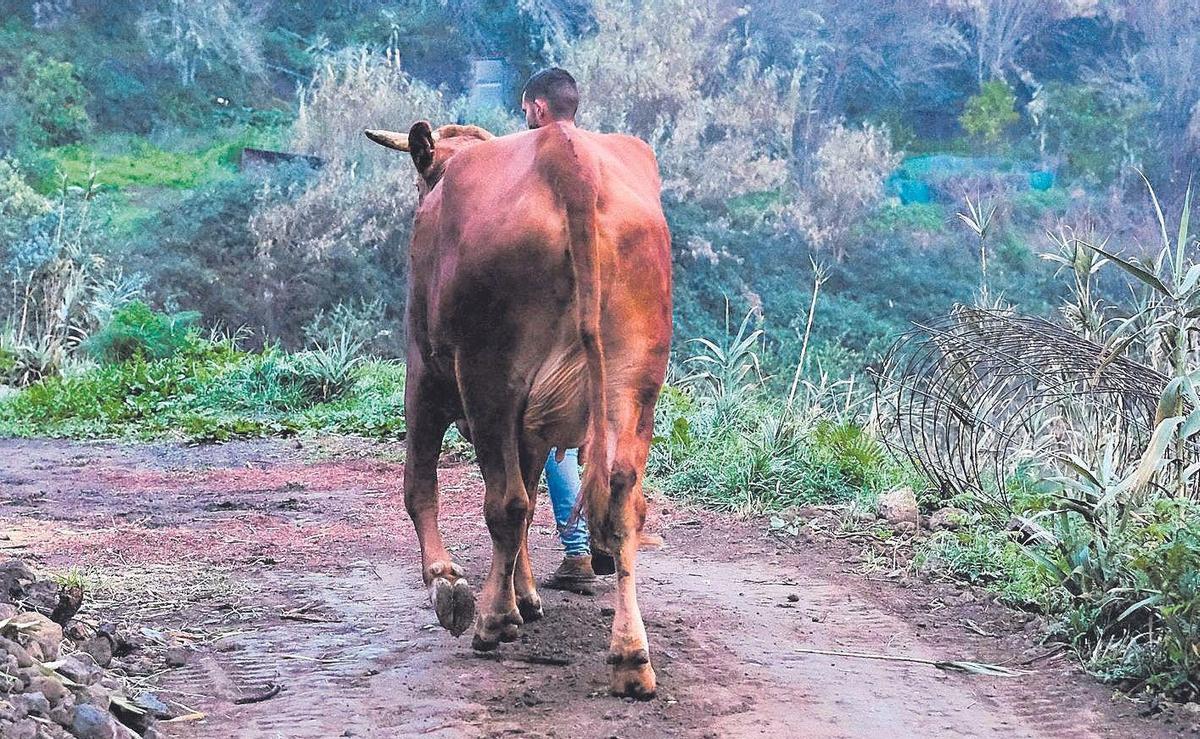 Un ganadero en una finca de una zona rural de un municipio de menos de 10.000 habitantes en Canarias.