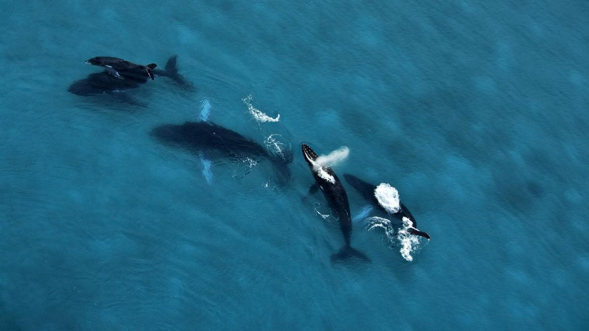 Un grupo familiar de ballenas jorobadas en las aguas del Pacífico panameño.