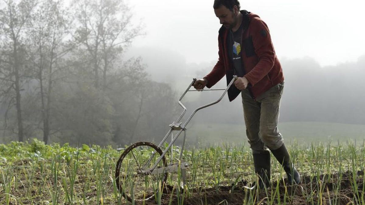 La huerta ecológica crece en Nava | LNE