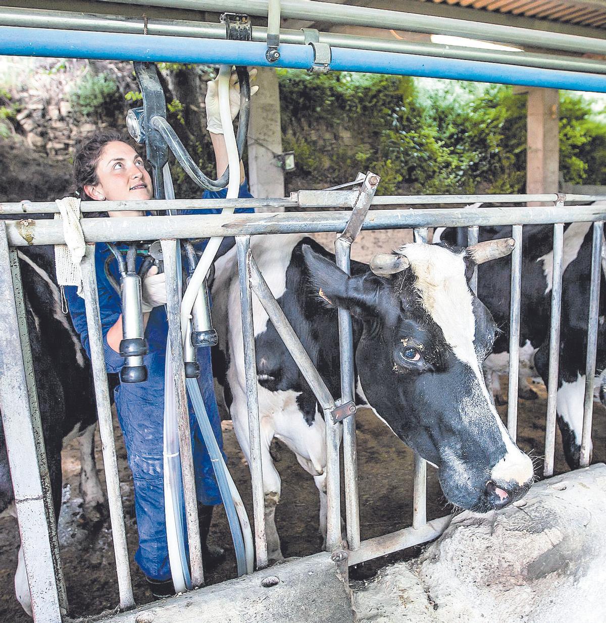 Explotación del Mas el Lladré, que gestionan las hermanas Imma y Marina Puigcorbé en Les Lloses (Ripollès)