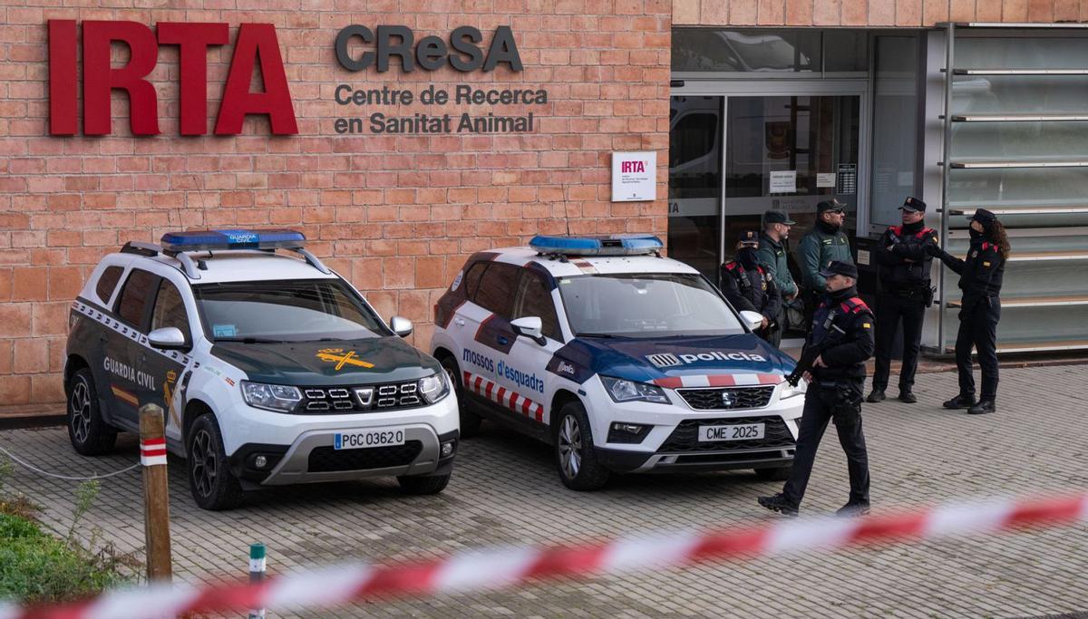 Mostres de pesta porcina del laboratori registrat s’analitzaran a Madrid